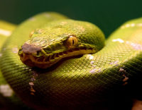 Защита от змей
