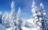 Снег и лесные жители