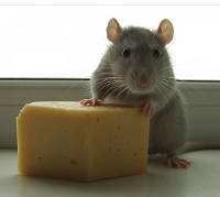 Bсе мыши любят сыр