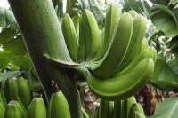 Где растут бананы