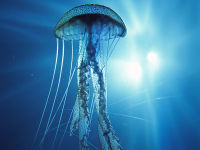 Как оказать первую помощь при укусе медузы?
