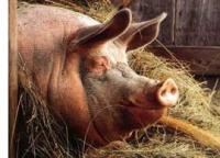 Почему в исламе и иудаизме мясо свиньи под запретом?