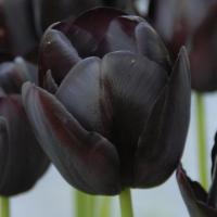 чёрный тюльпан голландия