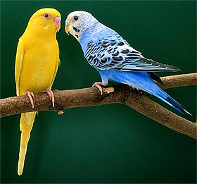 Как определить пол у попугая