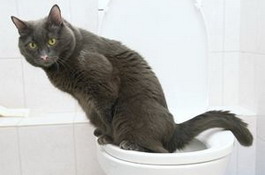 Как приучить кошку к туалету